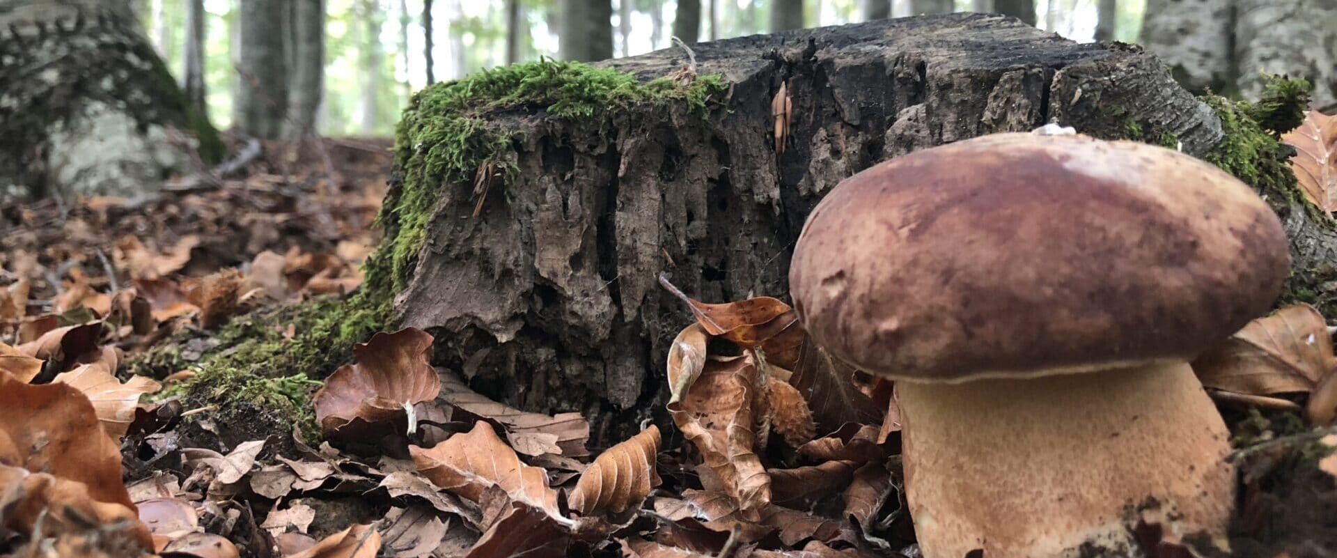 Sagra del fungo e della Castagna in Vivo d’ Orcia